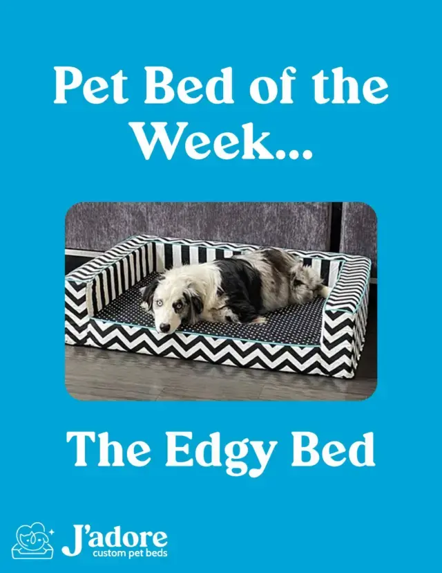 Pet Bed of the Week: The Edgy Bed πΎ
Custom fabric
