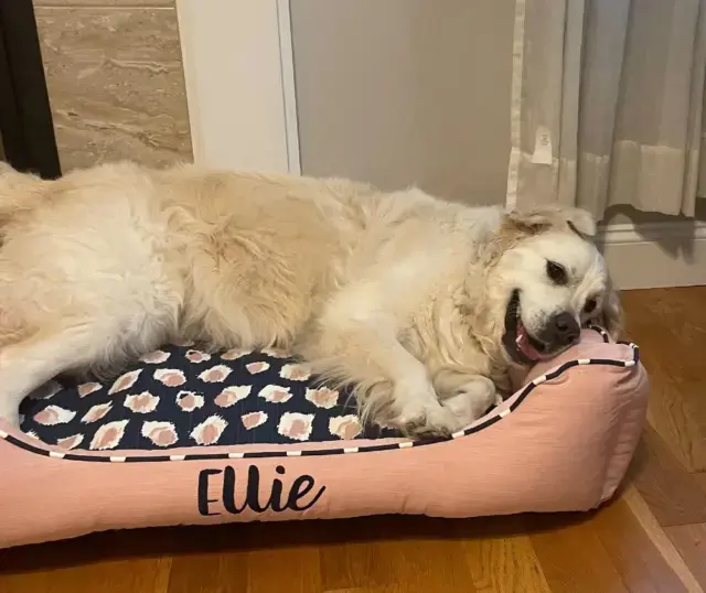 Cuddles are even better in the cuddle bed πΆπ