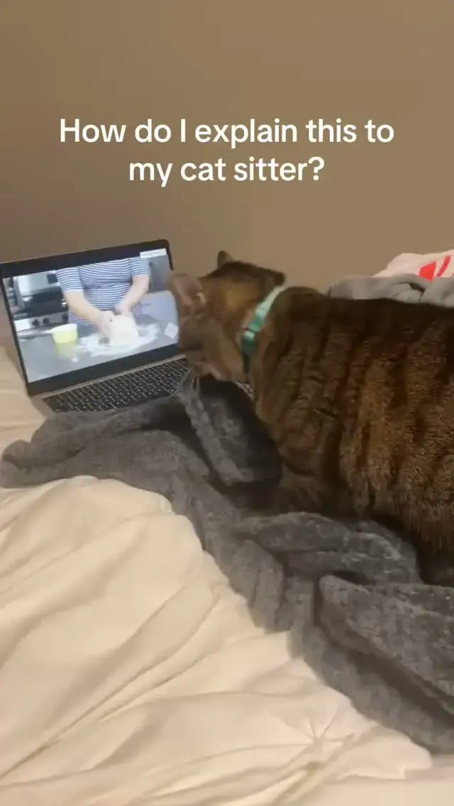 POV: explaining your catβs entire routine to the s