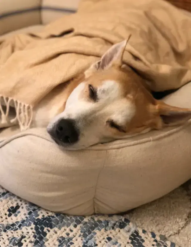 Sweet dreams in a cozy grain sack dog bed πΎπ€