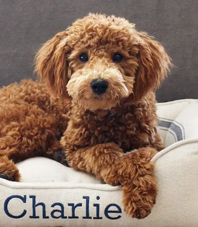 Perfect for crisp fall days, afternoon naps, and a
