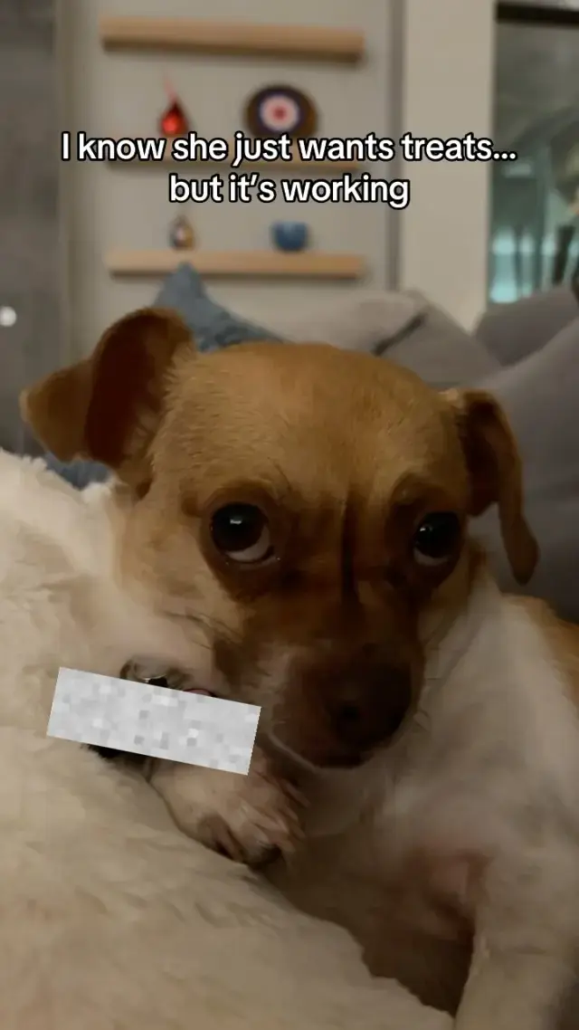 One look, and suddenly the treats, toys, and extra