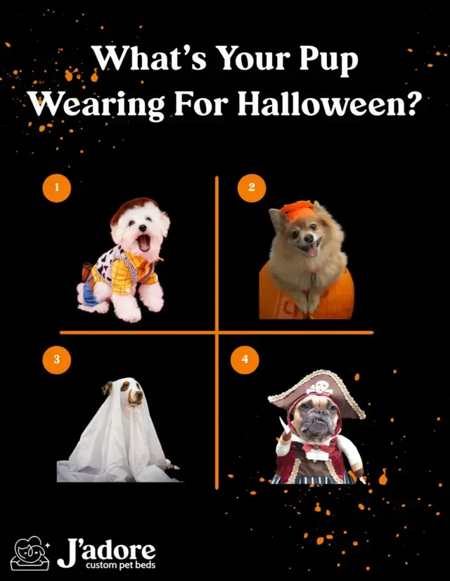 We need to know... whatβs your pup wearing for Hal