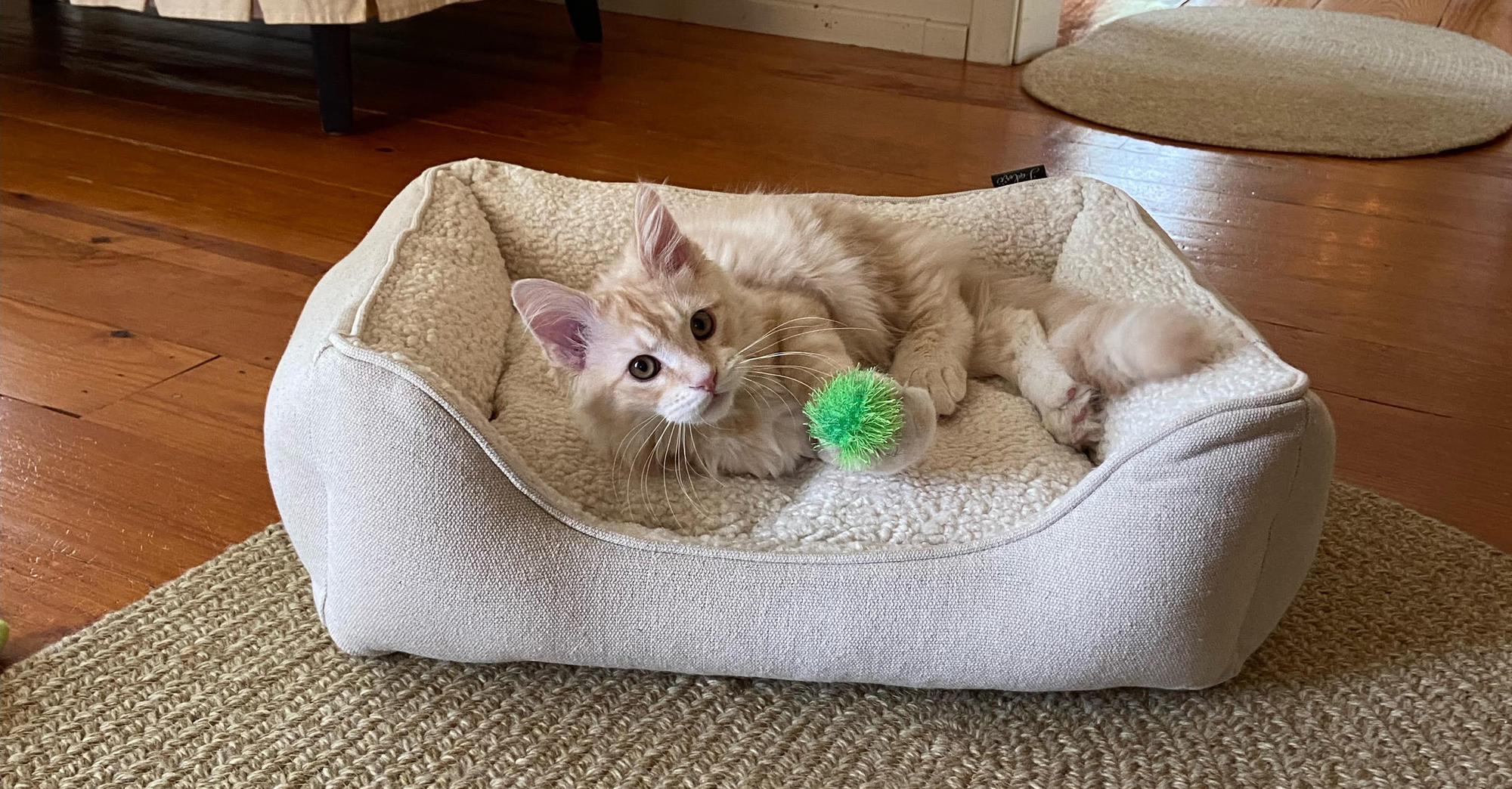 Custom cushion dog bed from Barbara B.