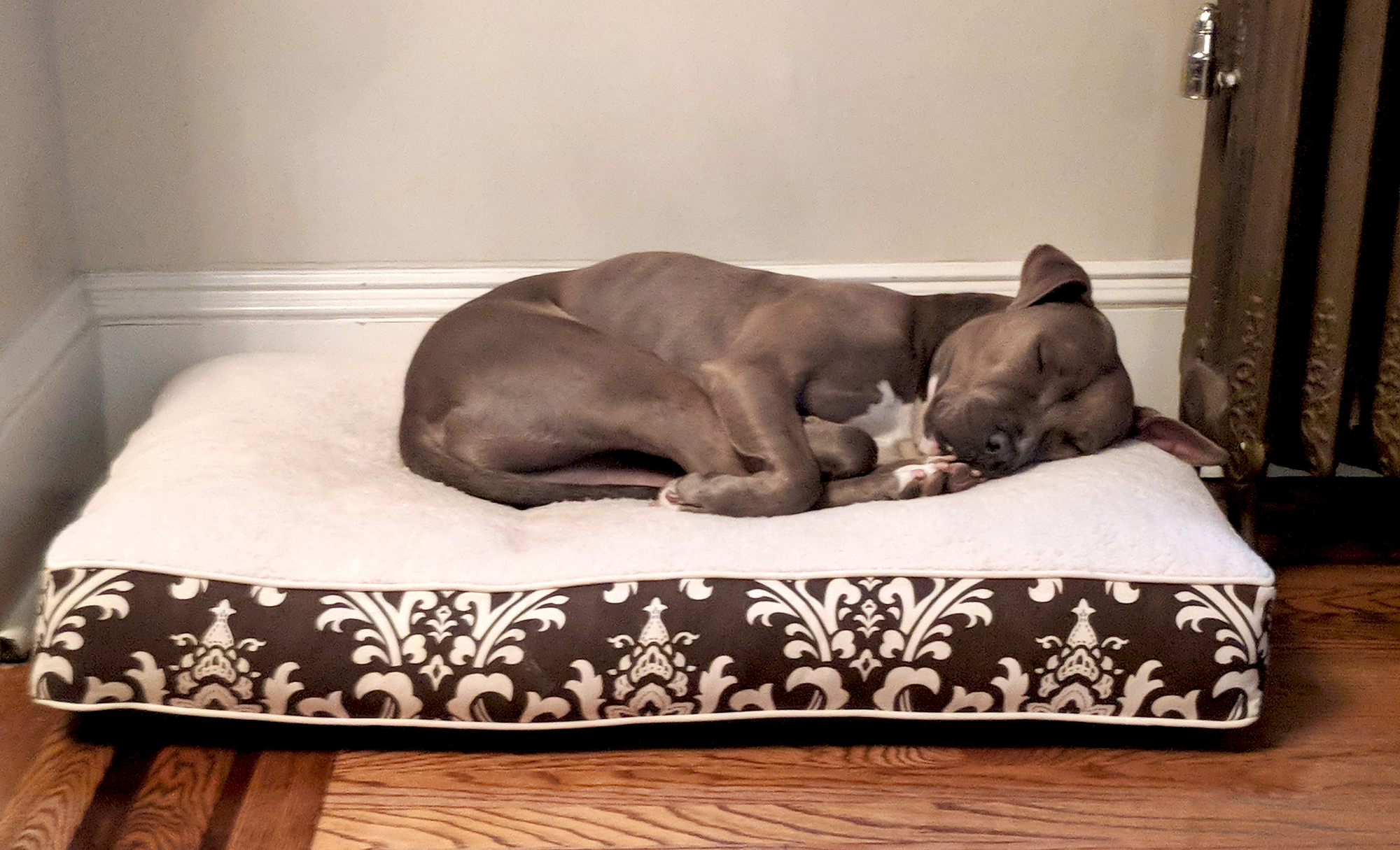 Custom cushion dog bed from Caren O.