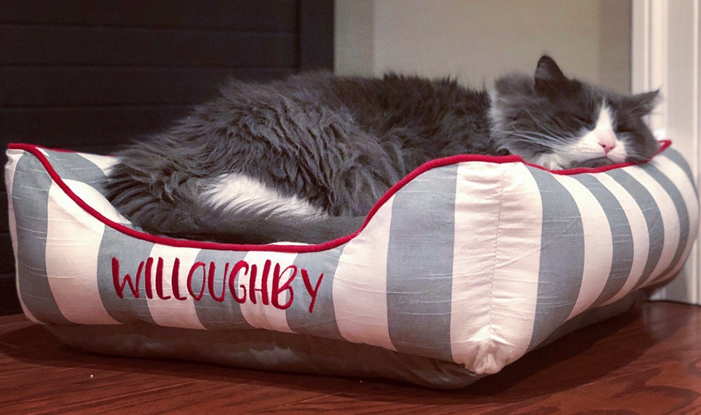 Willoughby cat