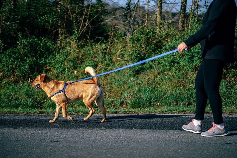 blog dog walking