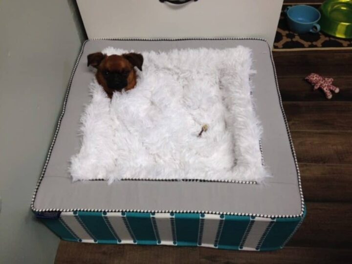 Why Your Pet Will Love a J’adore Throne Pet Bed J'adore Custom Pet Beds