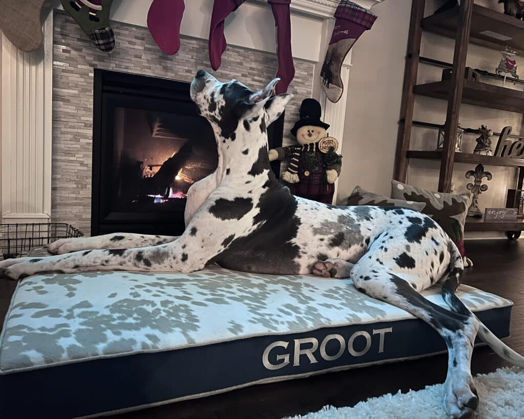 Great Dane Size Dog Bed with Embroidery