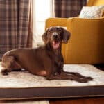 Memory Faom Dog Bed Cushion with grey faux cowhide