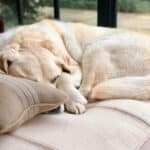 comfy farmhouse feedsack dog bed with bone pillow