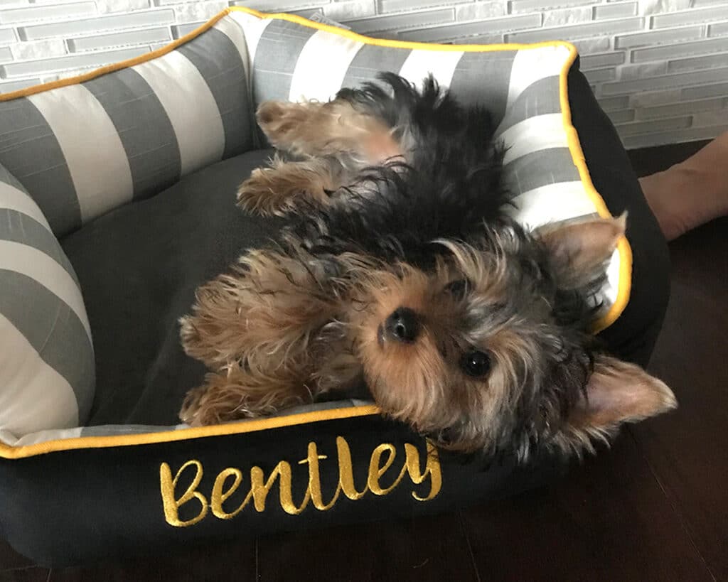 small personalized dog bed