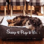 personalized cozy dog bed