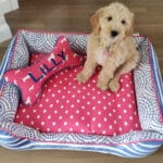 personalized girly dog bed, cobalt blue and hot pink