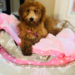pink dog blanket cozy