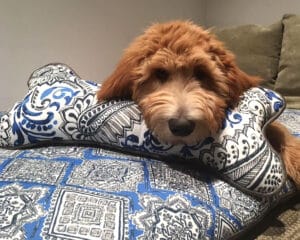 x-large bone pillow for dog