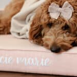pink dog bed with name embroidery