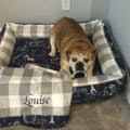 custom dog bed and blanket