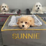 matching dog beds personalized