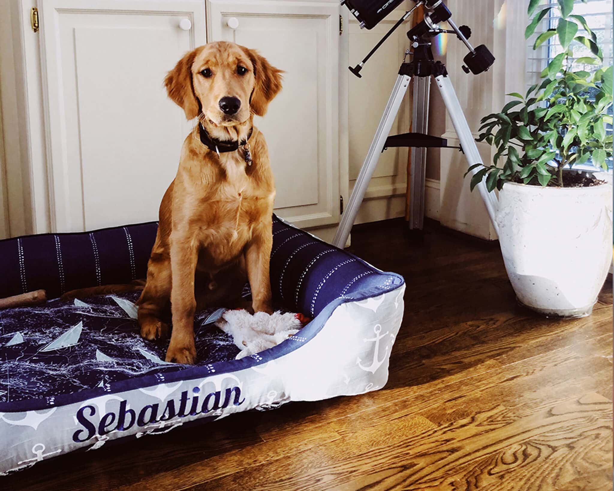 Cuddle Pet Bed J'adore Custom Pet Beds