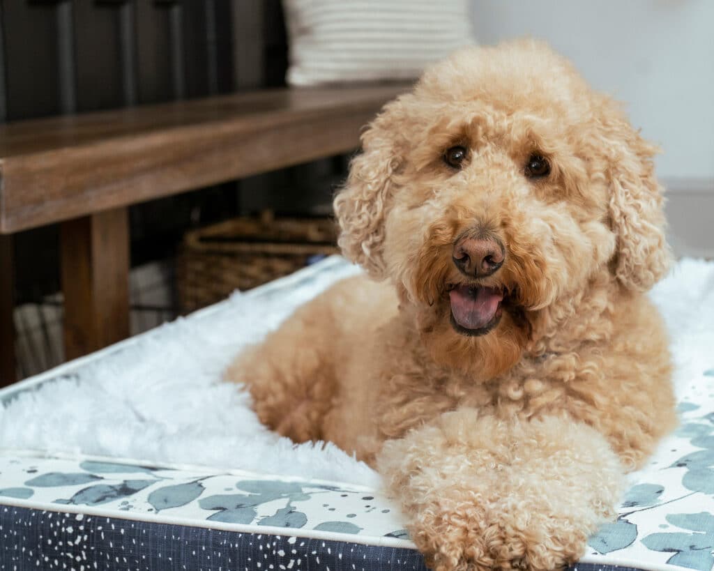 large goldendoodle dog bedl luxury