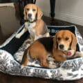 large dog bed for beagles