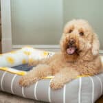 large personalized dog bed goldendoodle