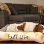cozy cuddle dog bed brittany
