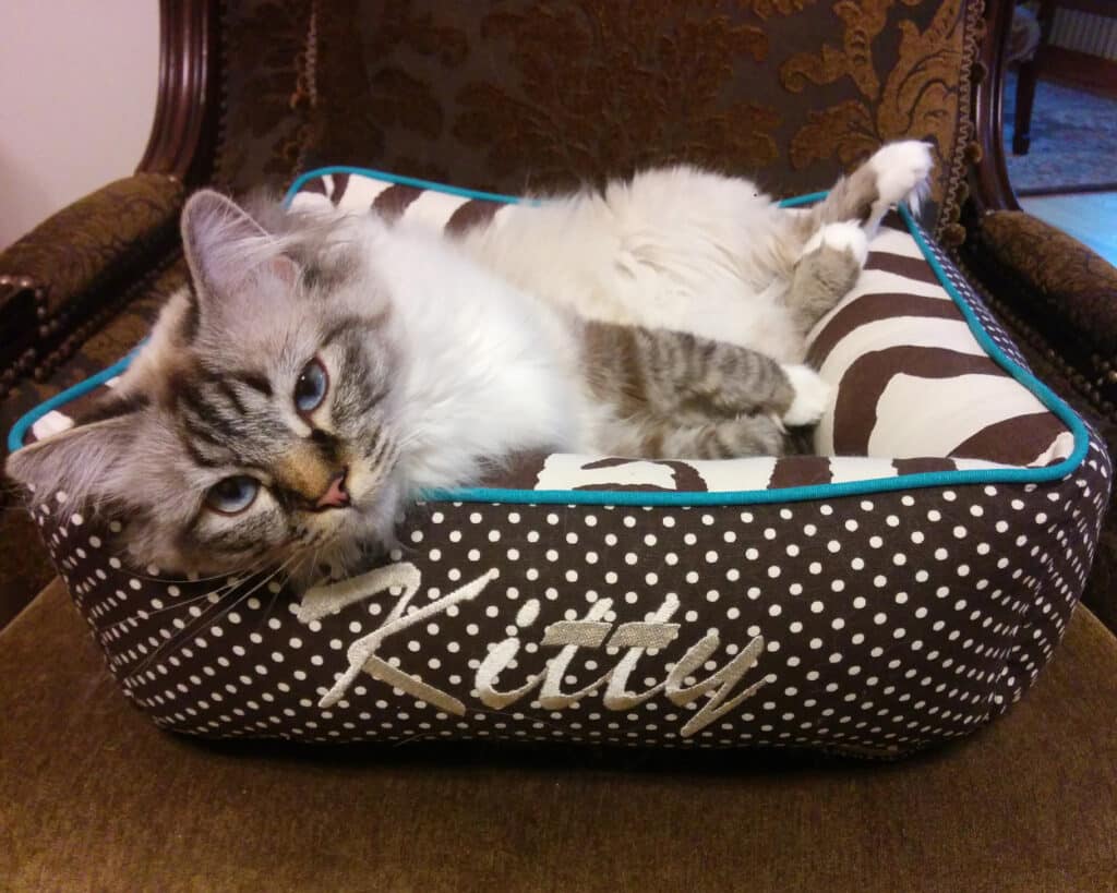 cozy cat bed with bolster personalized
