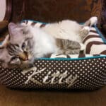 cozy cat bed with bolster personalized