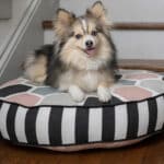 small round dog bed