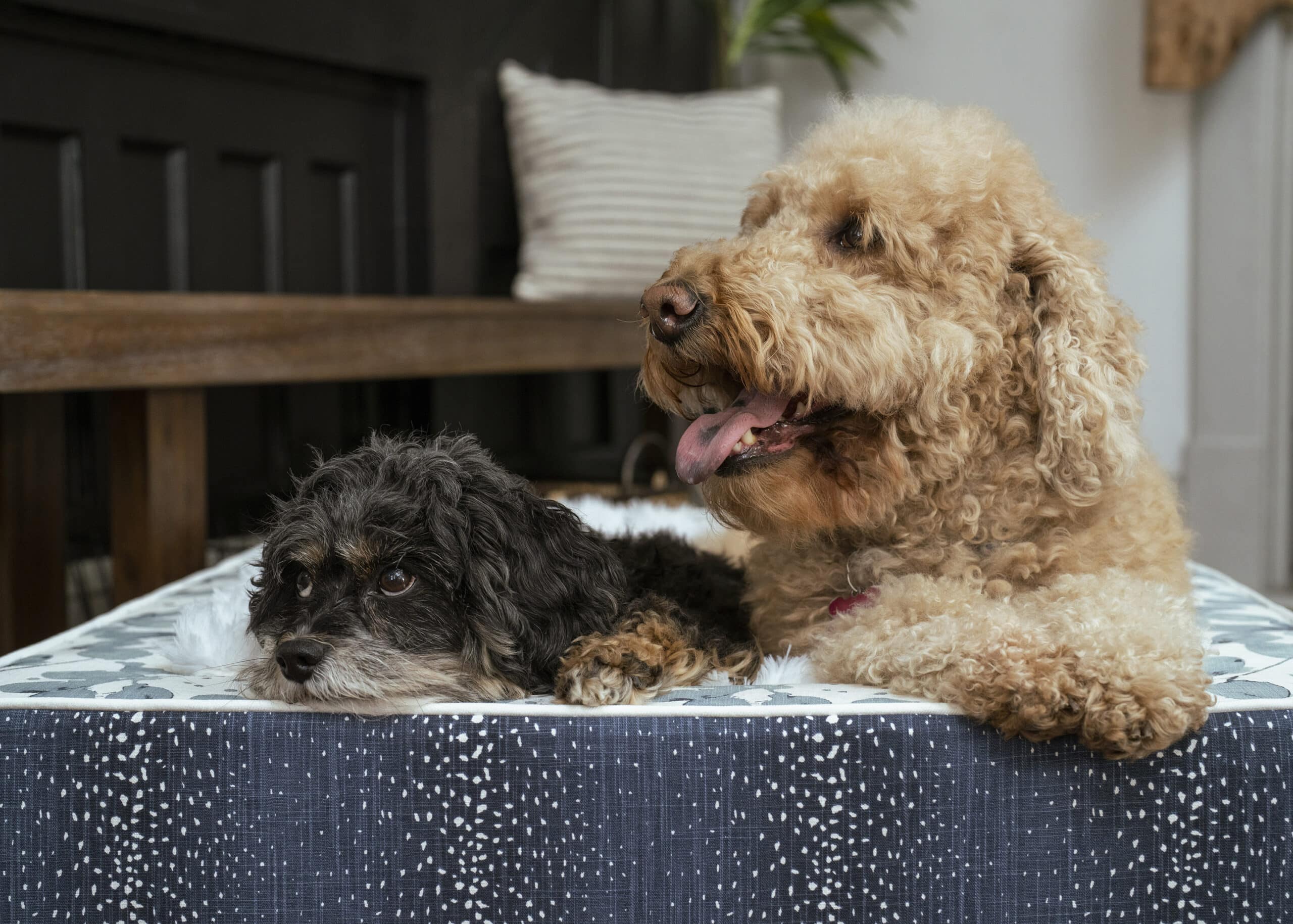 custom throne dog bed for sharing, luxurious blanket