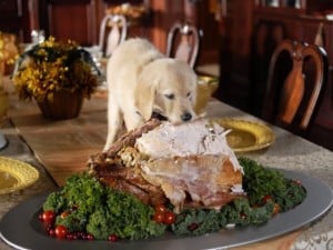 thanksgiving-dog-dinner
