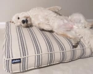 Feedback Rectangle Bed with Blue Multi Stripe