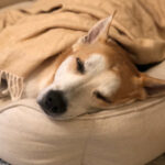 Cozy Sleeping Dog Feedsack Farmhouse Bed