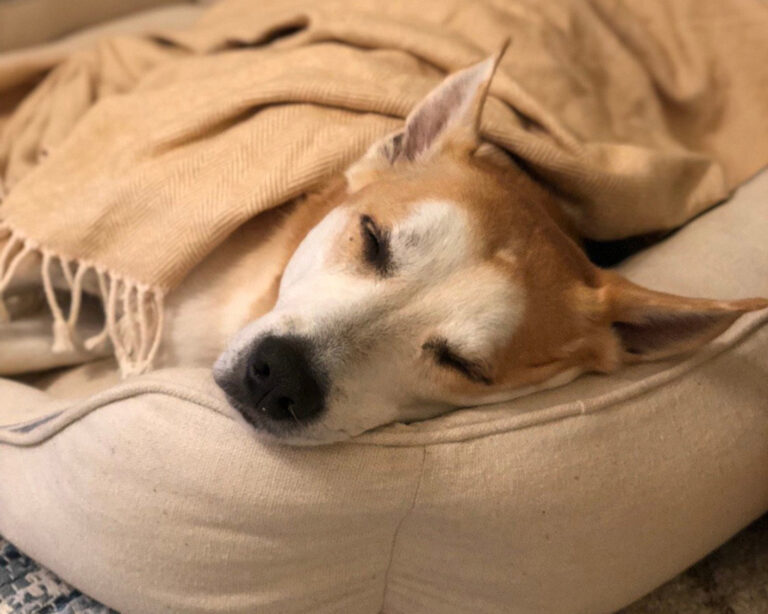 Cozy Sleeping Dog Feedsack Farmhouse Bed