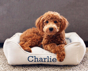 Feedsack Cuddle Bed in Blue Stripe