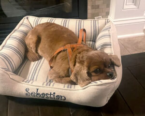 Feedsack Cuddle Bed with Blue Stripe