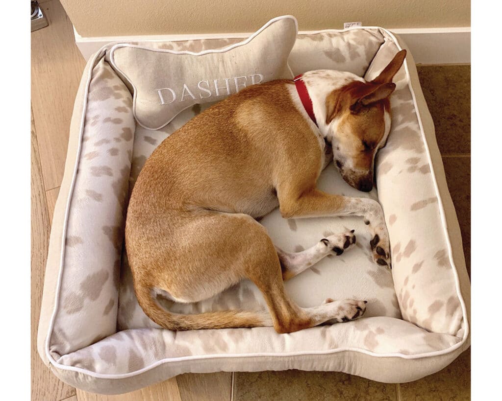 memory foam dog bed with bolsters