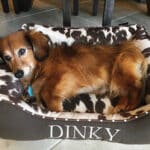 small personalized western dog bed