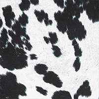 Faux Cowhide Black Velvet