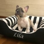 black white dog bed with name