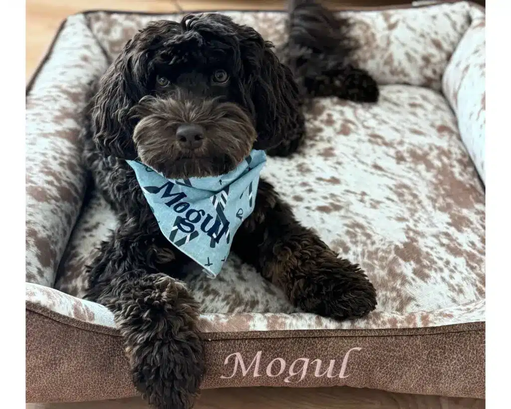 faux cowhide palomino dog bed personalized with name