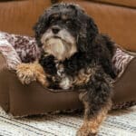 western dog bed small faux cowhide