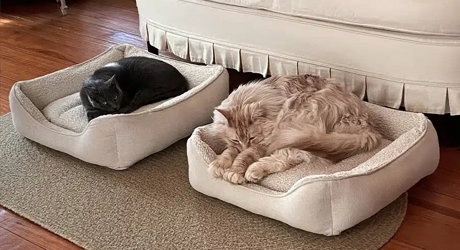 custom cat beds