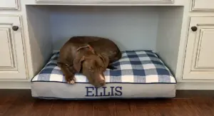 web pb dog 2