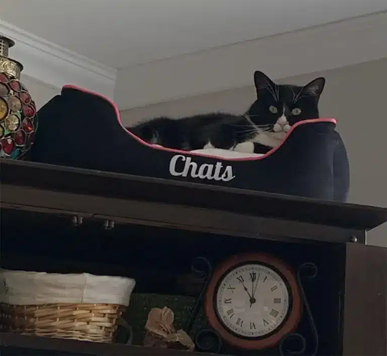 Chats cat