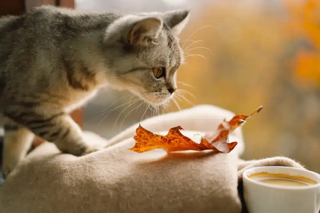 Cute,Cat,With,Cozy,Autumn,Still,Life,With,Hot,Coffee