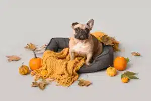 Cute,French,Bulldog,With,Fresh,Pumpkins,And,Autumn,Leaves,Sitting