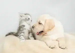 Playful,Golden,Retriever,Puppy,Lying,With,Tiny,Maine,Coon,Cat